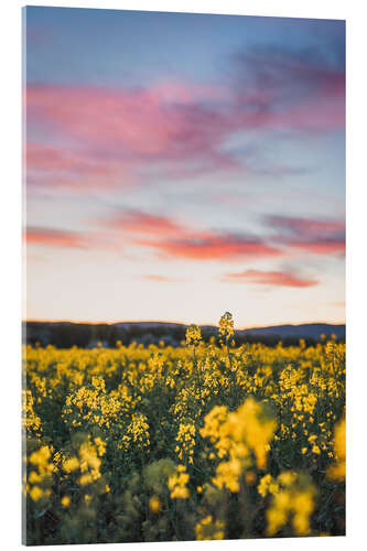 Acrylic print Flowering rape field in the sunset