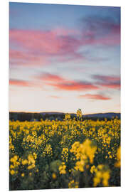 Tableau en PVC Champ de colza en fleurs au coucher du soleil