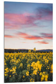 Gallery print Flowering rape field in the sunset