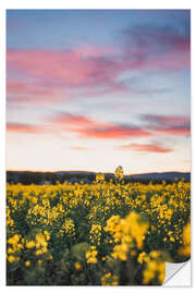 Sticker mural Champ de colza en fleurs au coucher du soleil