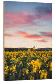 Wood print Flowering rape field in the sunset