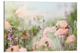 Aluminiumsbilde Poppies and poppy capsules in the back light