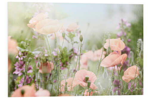 PVC-tavla Poppies and poppy capsules in the back light