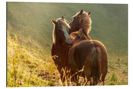 Aluminiumtavla Horses friendship