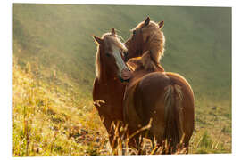 Tableau en PVC Amitié entre chevaux