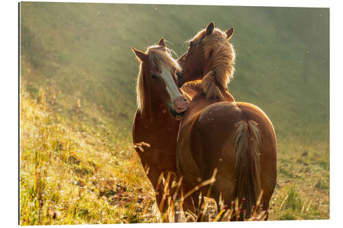 Gallery print Horses friendship