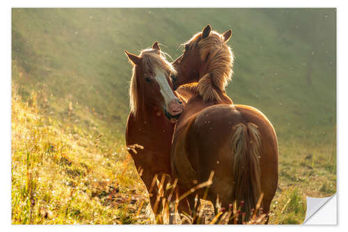 Selvklebende plakat Horses friendship