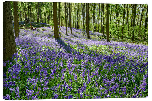 Lærredsbillede Bunny bells or blue may flower