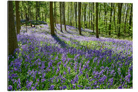 Galleritryck Bunny bells or blue may flower