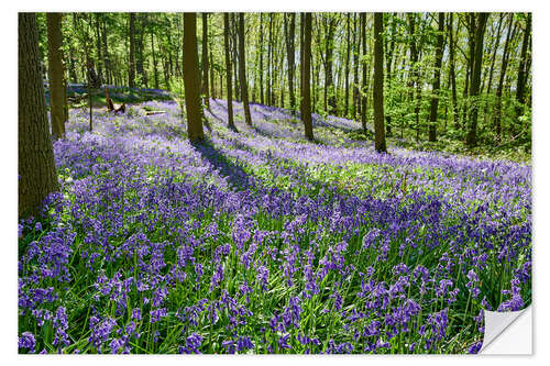 Naklejka na ścianę Bunny bells or blue may flower