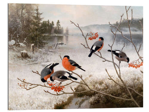 Galleritryk Bullfinches in winter landscape