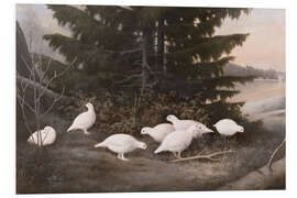 Foam board print Ptarmigans