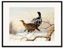 Gerahmter Kunstdruck Birkhühner