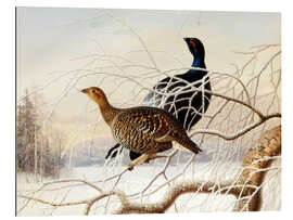 Gallery print Wood Grouse Couple