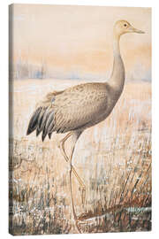 Canvas print A young crane