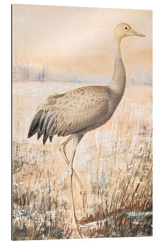 Galleriprint A young crane