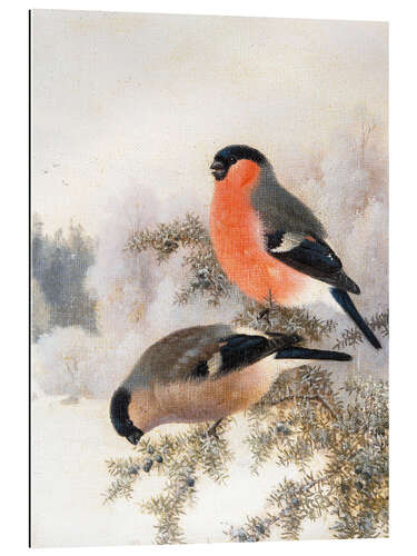 Galleritryk Bullfinches