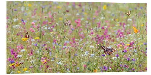 Obraz na szkle akrylowym Colorful blooming wild spring flowers and butterflies