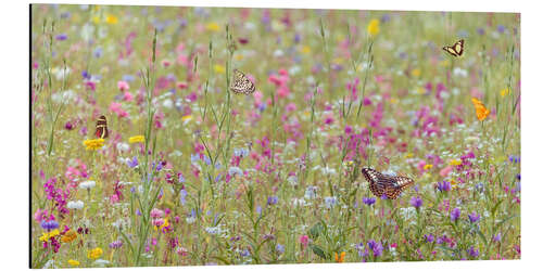 Tableau en aluminium Papillons et fleurs sauvages au printemps