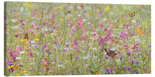 Leinwandbild Blühende Wildblumen mit Schmetterlingen