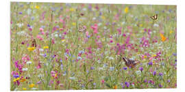 Foam board print Colorful blooming wild spring flowers and butterflies