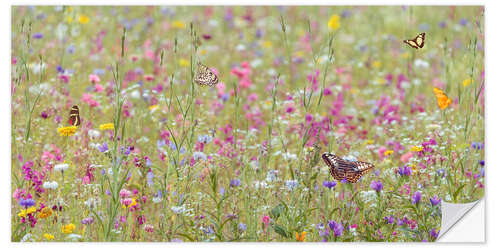 Selvklebende plakat Colorful blooming wild spring flowers and butterflies