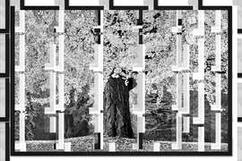 Gerahmter Kunstdruck Alter Baum mit üppigem Herbstlaub