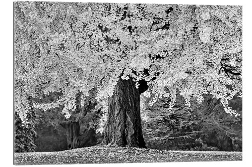 Gallery print Old tree with lush foliage in autumn