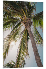 Aluminium print Tropical palm tree