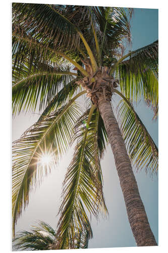 Foam board print Tropical palm tree