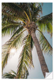 Wall sticker Tropical palm tree