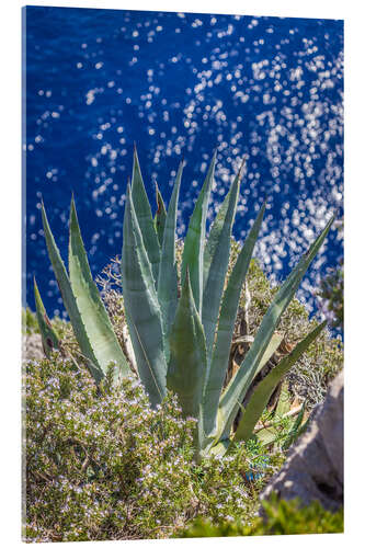 Tableau en verre acrylique Agave au bord de la mer bleue