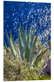 Akryylilasitaulu Agave on the blue sea