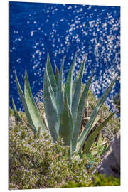 Stampa su alluminio Agave sul mare blu