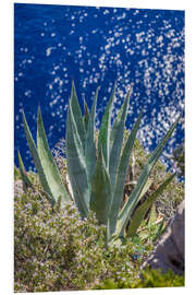 Stampa su PVC Agave sul mare blu