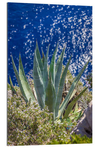 Gallery print Agave on the blue sea