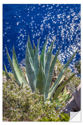 Sticker mural Agave au bord de la mer bleue