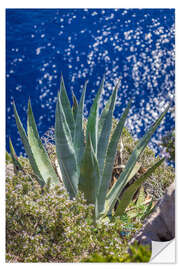 Vinilo para la pared Agave en el mar azul