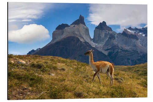 Tableau en aluminium Guanaco devant le Cerro Torre en Patagonie