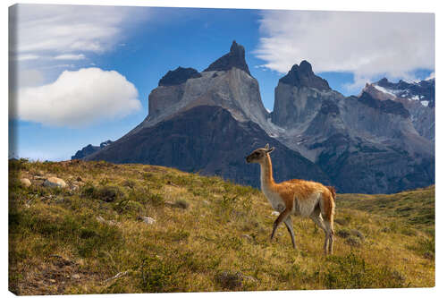 Lerretsbilde Guanacco in front of Cerro Torre in Chilean Patagonia