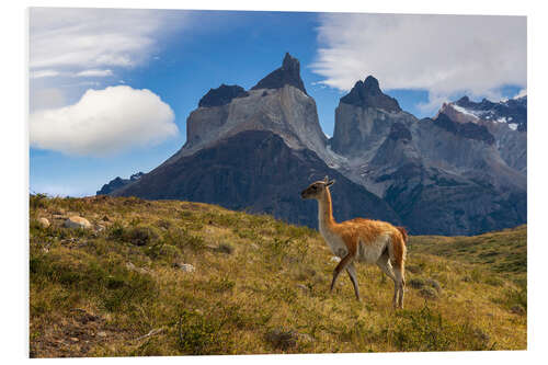 Hartschaumbild Guanacco vor Cerro Torre in Patagonien