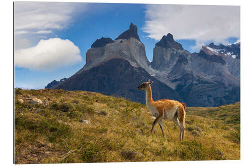 Gallery print Guanacco in front of Cerro Torre in Chilean Patagonia