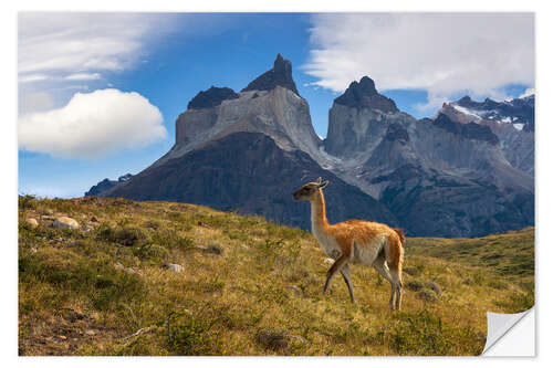 Naklejka na ścianę Guanacco in front of Cerro Torre in Chilean Patagonia