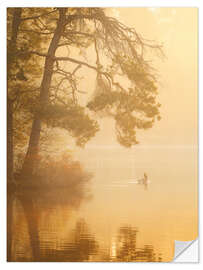 Selvklebende plakat Geese in golden light