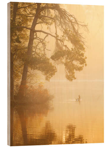 Wood print Geese in golden light