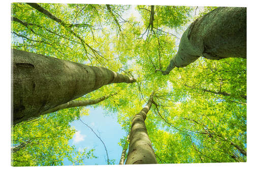 Acrylic print Lush green treetops soar into the sky