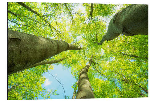 Aluminium print Lush green treetops soar into the sky