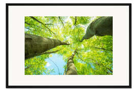 Gerahmter Kunstdruck Saftig grüne Baumwipfel ragen in den Himmel