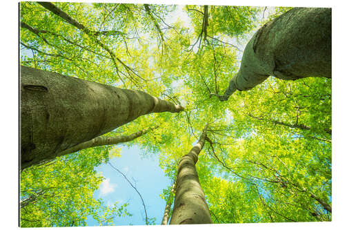 Gallery print Lush green treetops soar into the sky