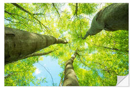 Naklejka na ścianę Lush green treetops soar into the sky